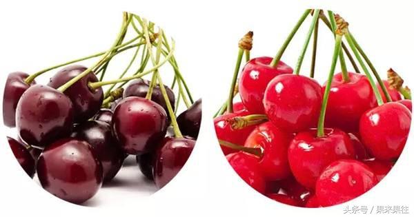 山东樱桃和车厘子区别：果实、生长环境和口感不同(1)