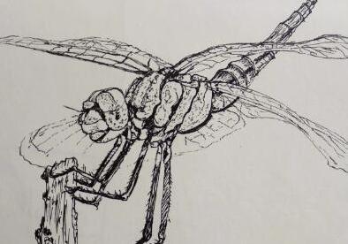 清新夏日，用钢笔画出荷花与蜻蜓