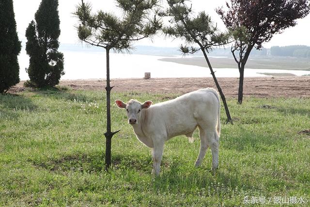 牛妈妈带着牛宝宝在吃草，诉说着大自然的温馨故事