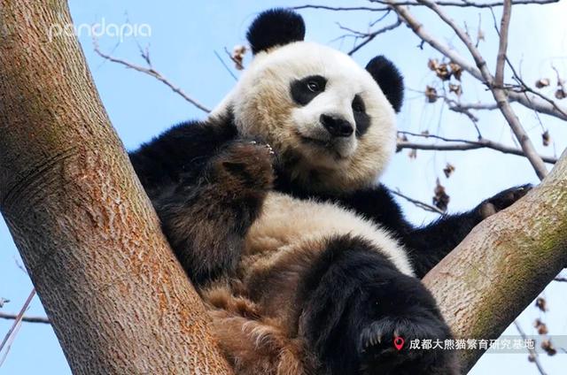 大熊猫昭美怀孕爬树