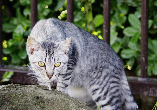 猫科动物五大单挑王：探秘猛兽世界的霸主
