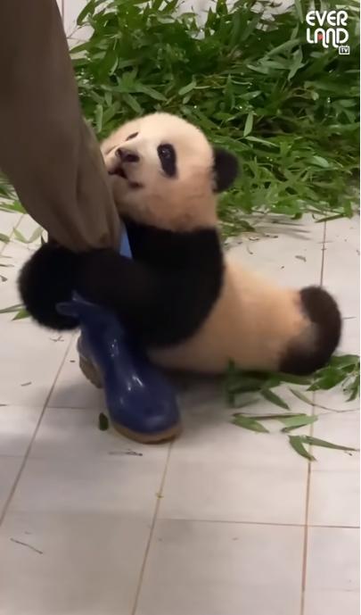 熊猫宝宝撒娇要饲养员抱跺脚