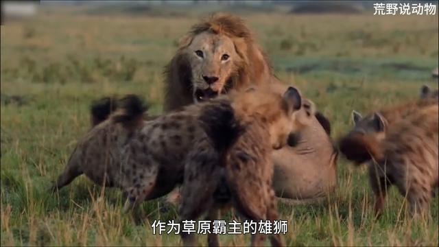 草原震撼：鬣狗群和狮子群大战，雄狮来势汹汹