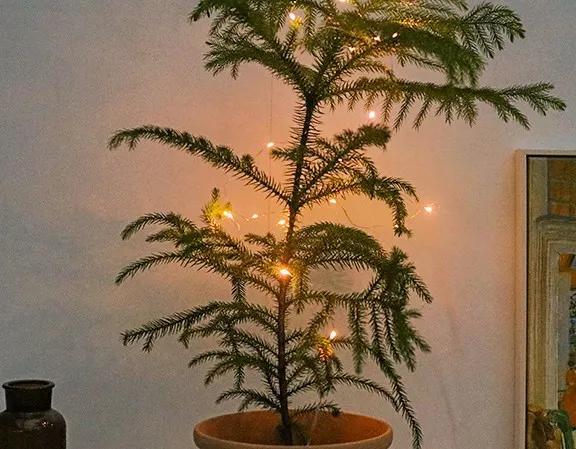 为新年栽种一棵活的圣诞树(1)