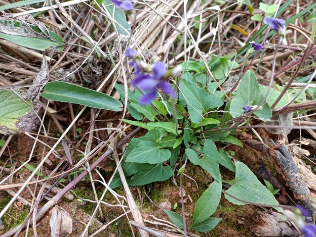 地上生长的特别小的叶子开紫花的是什么草