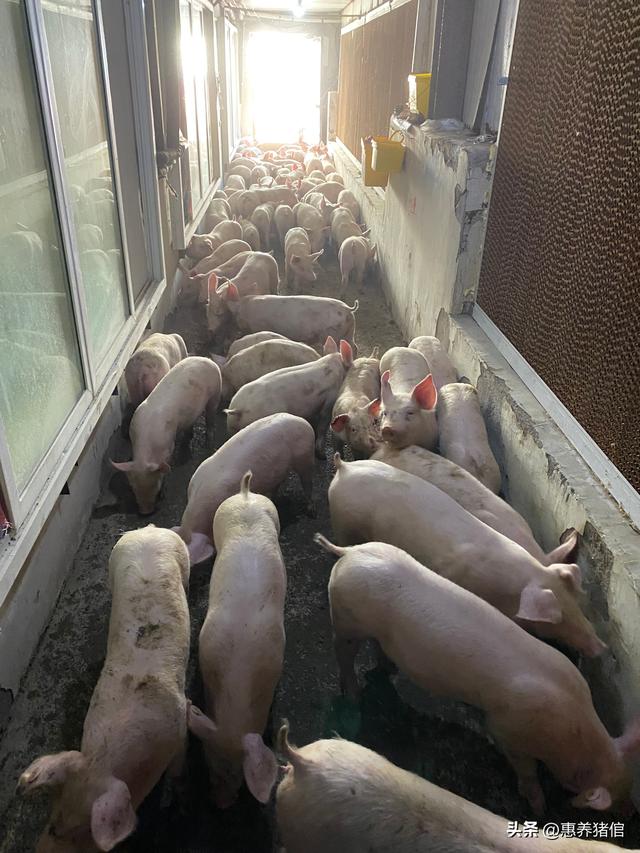猪各个阶段采食量图表