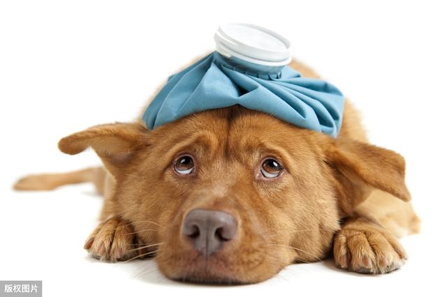 狗狗气管炎的症状和治疗方法