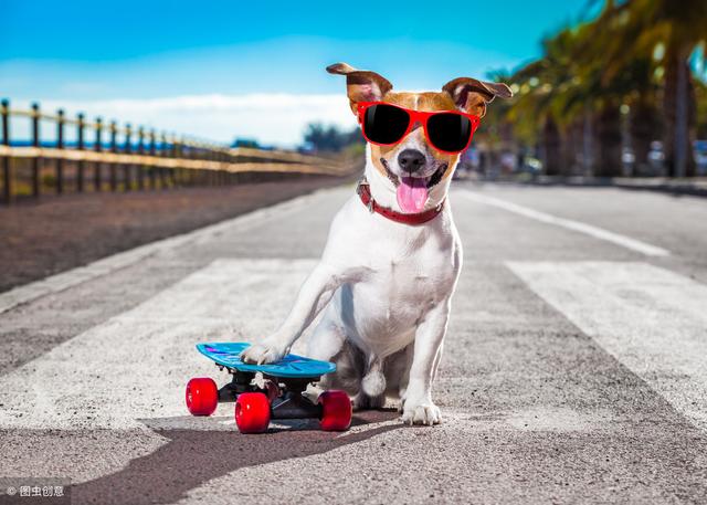 如何训练你的狗狗玩滑板(1)