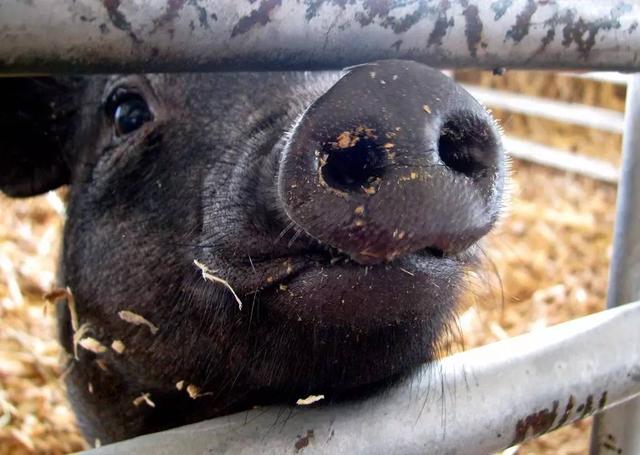 为什么黑猪肉比较好吃