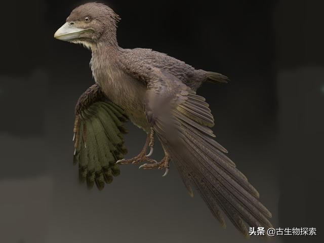 奇迹的化石：探寻古代短尾巴鸟的故事