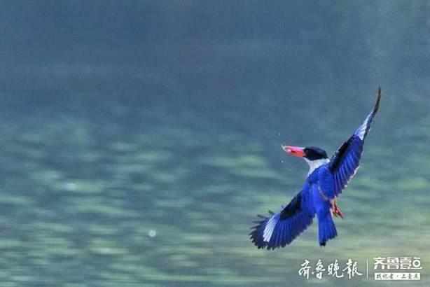 蓝翡翠鸟长什么样？详解蓝翡翠鸟的外貌特征和习性
