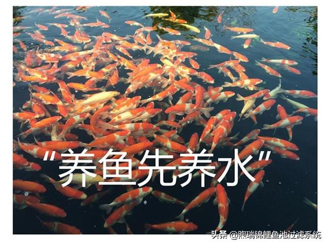 打造清澈明净的水域——广州锦鲤鱼池过滤系统建造方案