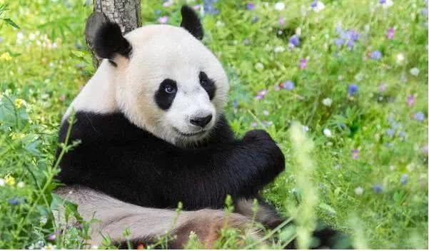 欧洲首次诞生大熊猫幼崽