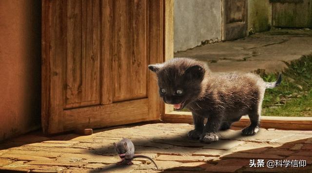 为什么猫咪那么爱吃老鼠？追踪猫咪的捕鼠本能