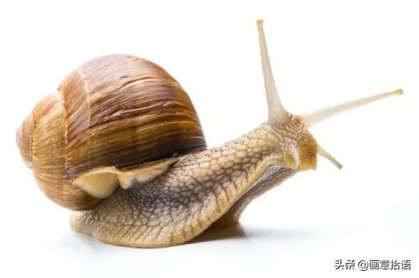 一个蜗牛能产子吗？揭秘蜗牛的繁殖方式与生命周期