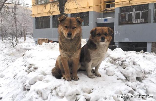 冬天不怕冷的狗狗怎么回事