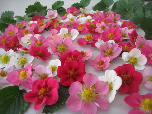 红花草莓哪个品种最甜