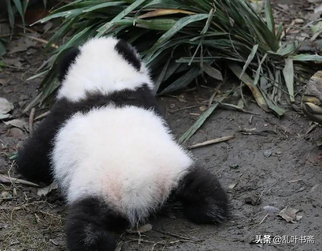 五泉山动物园熊猫馆：与国宝亲密接触的乐园