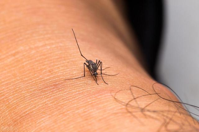 蚊子有偏爱的血型吗