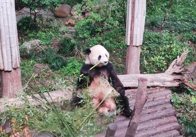 上海动物园有哪些玩的