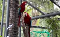 动物园金刚鹦鹉搞笑：与来访者互动引发欢乐