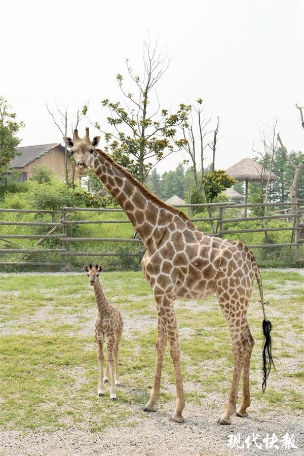 长颈鹿宝宝刚出生：迎接世界的新奇旅程