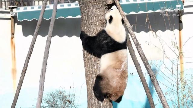 鞍山大熊猫在哪里：寻访东北首位熊猫宝宝