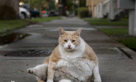 路人看到一只大胖猫是什么反应