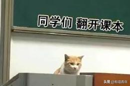 萌宠校园：复旦大学猫咪吸引人